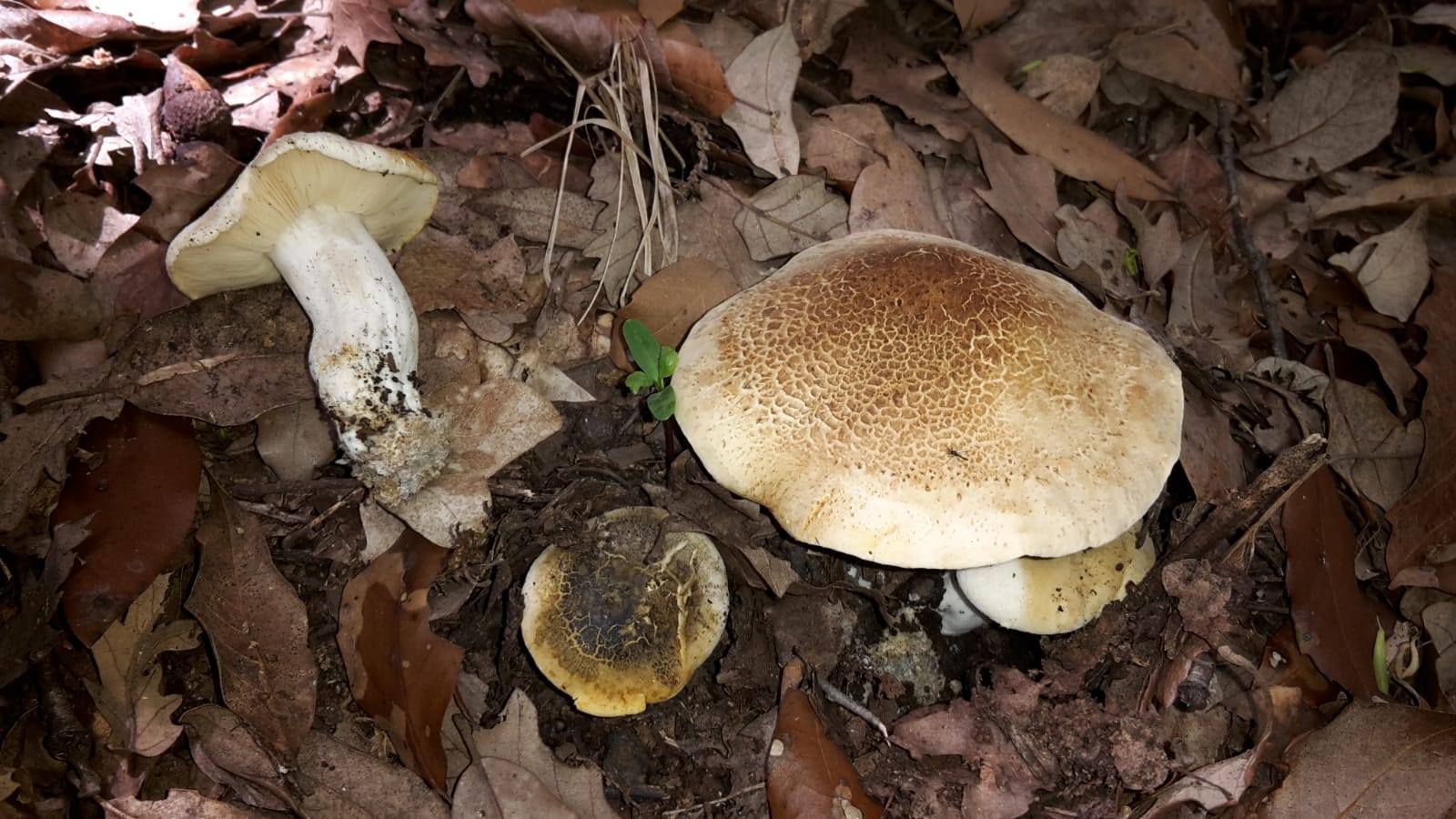 Tricholoma lascivum???in collina a giugno